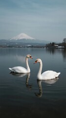 Two swans gracefully floating on a calm lake with a snow-capped mountain in the background.