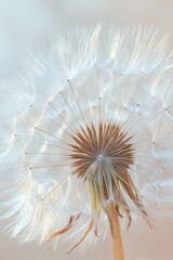 Close-up of a delicate dandelion seed head with fine white feathery seeds radiating from the brown center, creating a soft and airy texture