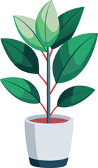 Rubber plant in modern pot