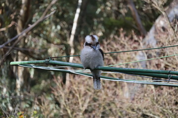 Melbourne Victoria Kookabura wildlife