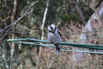 Melbourne Victoria Kookabura wildlife