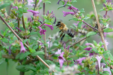 Honey bee flighting on the the baby lilac shrub (Leptodermis oblonga)