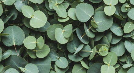 Lush Tapestry of Round Silver Dollar Eucalyptus Leaves in Muted Green