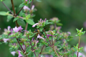 Honey bee flighting on the the baby lilac shrub (Leptodermis oblonga)
