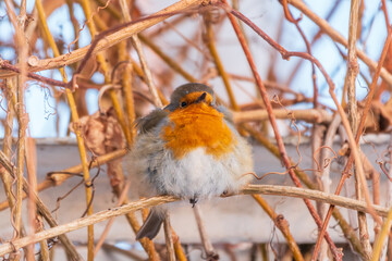 Cute bird the European Robin, Erithacus rubecula. sitting on the tree branch in winter.
