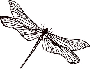 Hand drawn vector illustration of a dragonfly. Dragonfly vector illustration. A dragonfly line art vector drawing
