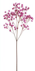 Pink flower cluster on a stem against white