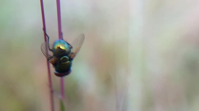 Macro photo of a Green Fly (Lucilia sericata) on a grass branch with a blurred background.