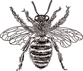 vector illustration of a Queen bee. Honey Bee and Agriculture Line Icon