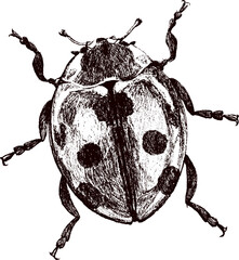 Vector illustration of a Ladybug. Ladybug sketch engraving black and white outline. Scratch board imitation.  illustrated in vintage line art style on a white background. Drawing of a ladybug © Md. Tuhin Molla