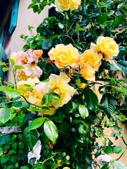 Summer Flower Bloom in Sadey, France – Nature Photography