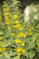 Summer Flower Bloom in Sadey, France – Nature Photography