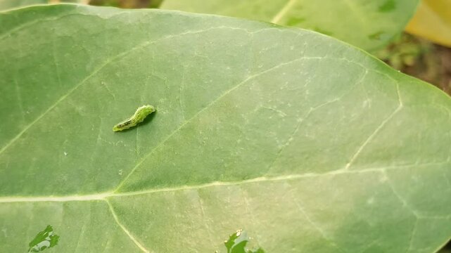 green inchworm