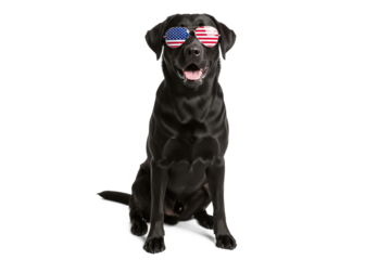 black labrador retriever with american flag sunglasses celebrating american holidays like labor day, memorial day, and the 4th of July