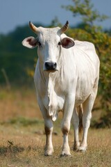 White cow in a field