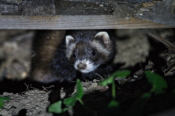 The European polecat (Mustela putorius) leaves its den after dusk. Nature of Czech republic.