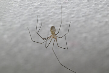 A house Pholcus spider hangs on the wall in a room of a house
