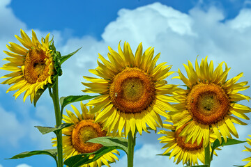 ヒマワリの花（Sunflower）