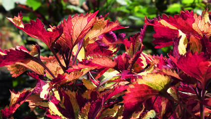 Beautiful garden plants with red leaves shining in the sunlight