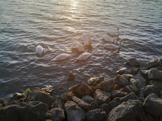 Photo of beautiful swans on a lake in the sunny afternoon