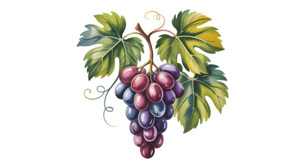 A detailed watercolor illustration of a bunch of purple grapes with green leaves on a vine

