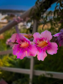 pink flower with beach background