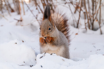 Portrait of a squirrel in winter on white snow background