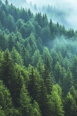 Fototapeta premium Dense green forest with tall pine trees covered in soft fog creating a serene and mysterious atmosphere