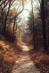 Obraz premium Sunlit forest trail surrounded by tall trees with autumn leaves creating a warm and peaceful atmosphere