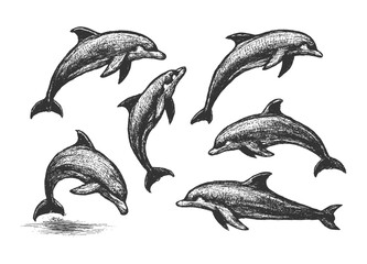 Vintage sketch of dolphins swimming, detailed in black-and-white.