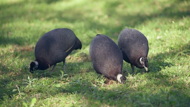 Three lively crested guinea fowl peck and scratch in the grass, actively searching for food.    