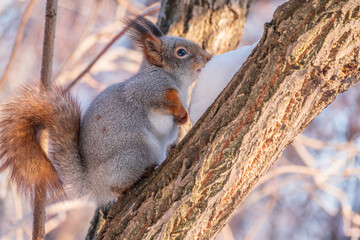 Squirrel in winter sits on a tree trunk with snow