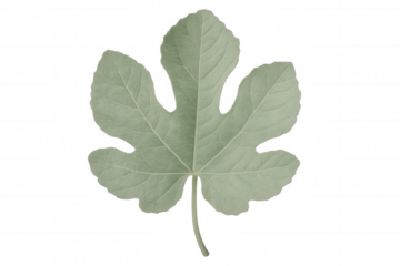 Green fig leaf with detailed lobes and intricate venation, sharp isolated silhouette showcasing botanical texture against transparent backdrop