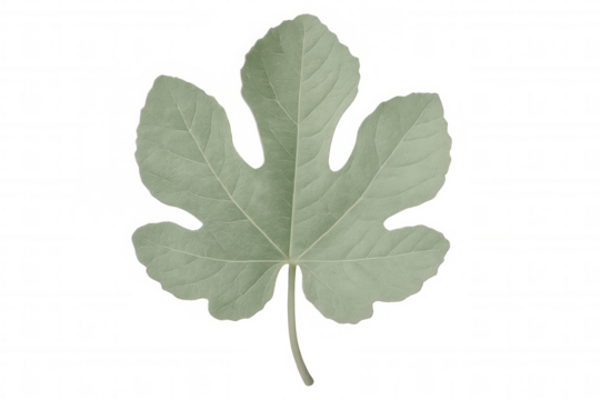 Green fig leaf with detailed lobes and intricate venation, sharp isolated silhouette showcasing botanical texture against transparent backdrop