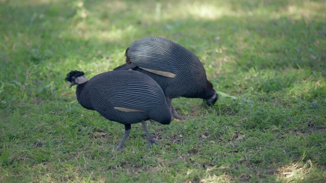 Two crested, or crowned, guinea fowl peck and forage for food in a grassy area.