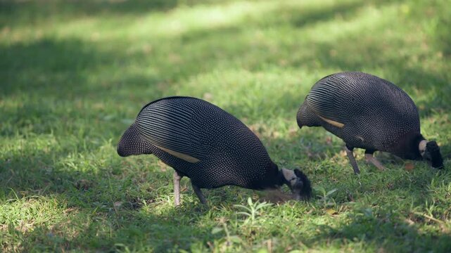 Two crested, or crowned, guinea fowl search for food as they peck through the grass.