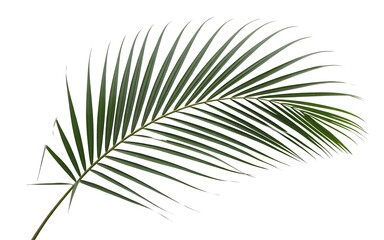 Obraz premium Palm leaf isolated on white background