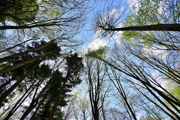 Silhouette and symmetry of the treetops, view from the ground