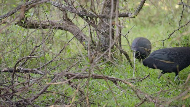 Crested guinea fowl are glimpsed through branches in a dense, wooded bush forest in a game reserve, South Africa.