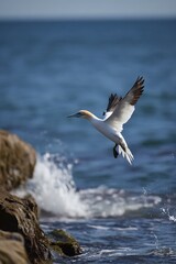 Dramatic Plunge A Gannets Aerial Dive into the Azure Ocean Wings Tightly Folded Capturing the Power of Natures