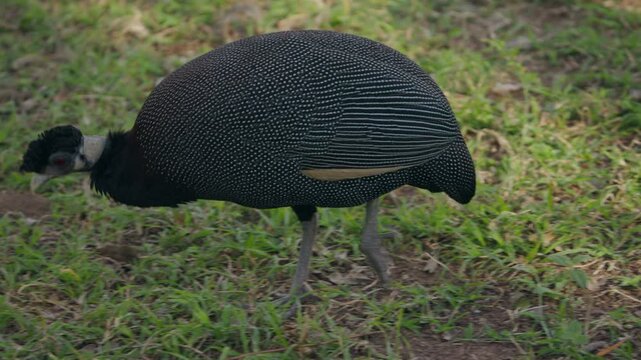 A crested guinea fowl walks slowly through the grass, pecking at the ground in search of food.