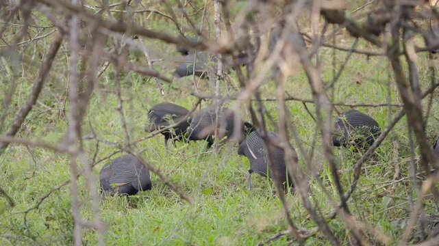 Seen through dry branches, a flock of crested guinea fowl pecks and feeds in long green grass in a forest in Kuleni game reserve, South Africa.