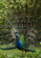 Obraz premium A vibrant peacock displaying its iridescent tail feathers, standing proudly amidst foliage.