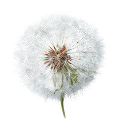 Fototapeta premium Fluffy dandelion seed head, close-up, outdoor, background blurred, nature photography