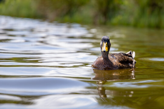 duck on the water