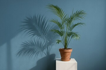 A solitary palm plant stands against a serene blue wall, its shadow dancing on the surface below