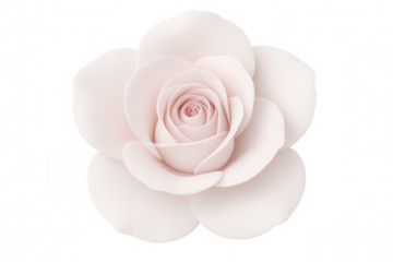 Soft pink rose blooming, isolated on a transparent background, perfect for romantic or celebratory designs
