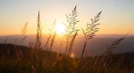 Fototapeta premium Golden Hour Serenity Mountain Meadow Grass Silhouette at Sunset for a Tranquil Landscape Photography Collection