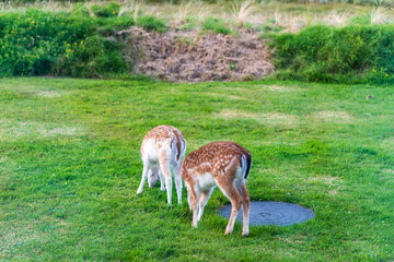 white tailed deer, red deer, dama dama