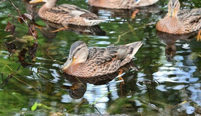 Wild mallard ducks swimming together in a calm forest pond with clear reflections on the water. Peaceful wildlife scene in natural habitat.